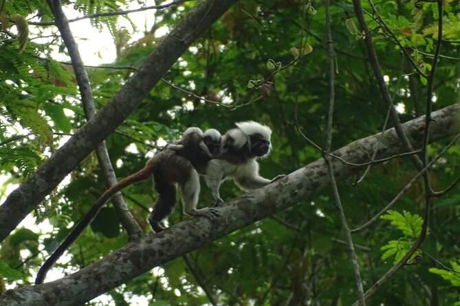 Private Cotton-Top Tamarin Adventure Tour - Review Count and Rating