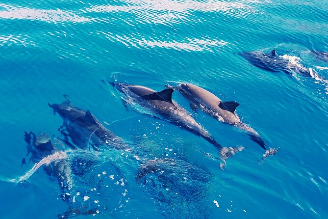 Private Cruise Swim With Dolphin - Accessibility Information