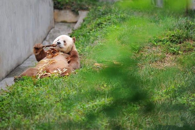 Private Day Tour:Xian Panda（QI ZAI） and Terracotta Warriors Museum - Tour Highlights