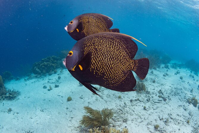 Private Dive Boat Charter in the Marine Park , up to 7 Divers! - Traveler Photos