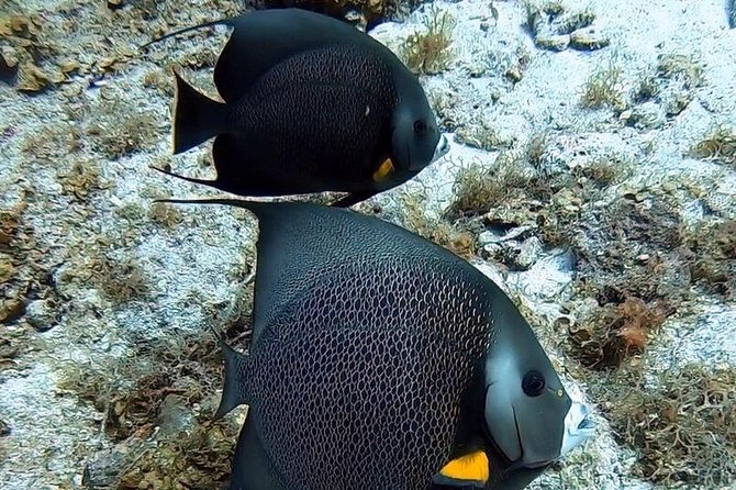 Private Full Day Guided Snorkeling or Diving Charter in St Thomas - What To Expect