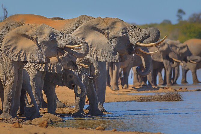 Private Full-Day Safari in Kruger National Park With Lunch - Traveler Reviews