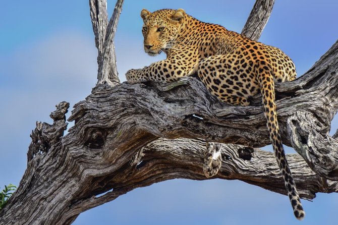 Private Full Day Safari L Kruger National Park From Hazyview or Skukuza - Departure Locations