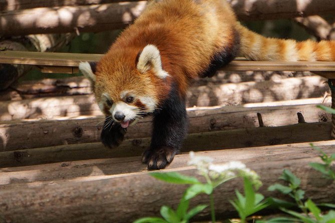 Private Full-Day Tour: Chengdu City Highlights - Personalized Guide and Vehicle