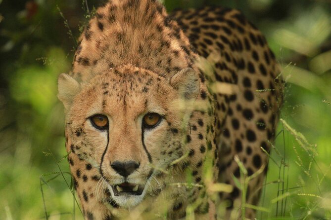 Private Game Drive Safari in Hoedspruit - Duration and Admission Ticket Details