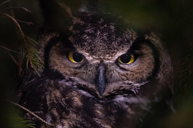 Private Guided Owl Prowl to Observe and Photograph Wild Owls - Meeting and Pickup Details