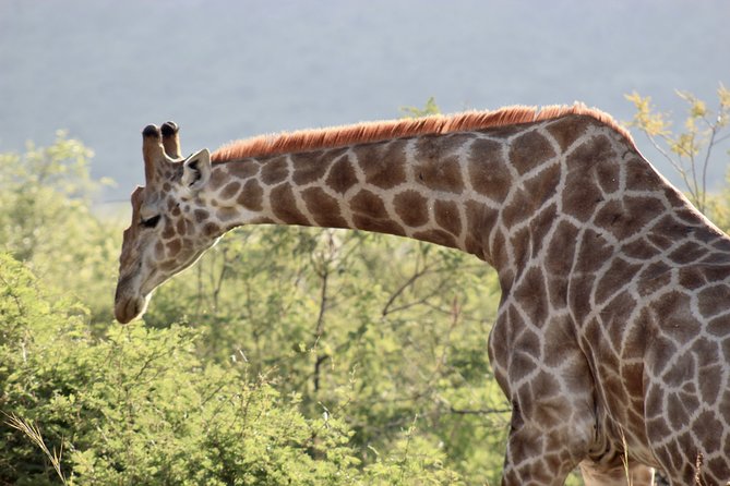 Private Guided Safari Tour of Pilanesberg National Park - Wildlife Viewing Opportunities
