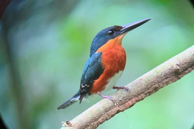 Private Guided Walking Tour in Hacienda Baru - Wildlife Spotting Opportunities
