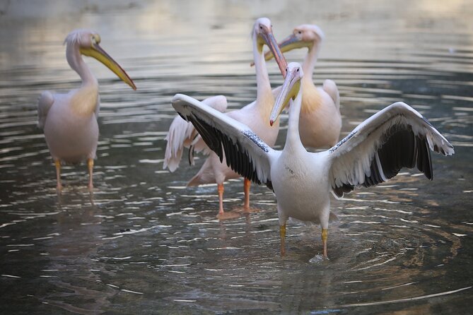Private Half Day Tour To The Zoo In Giza - Meeting and Pickup Points