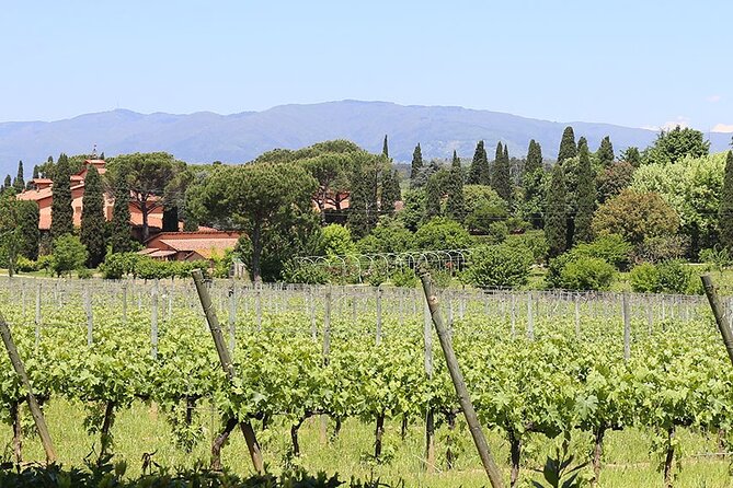 Private Lucca Wine Tour With Lunch and Tastings - Review Insights