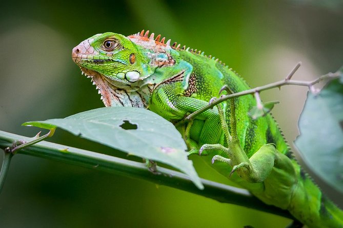 Private Manuel Antonio Park Tour - Exploring Manuel Antonio National Park