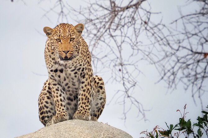 Private Morning Game Drive From Hazyview L Kruger National Park - Cancellation Policy and Refund Details