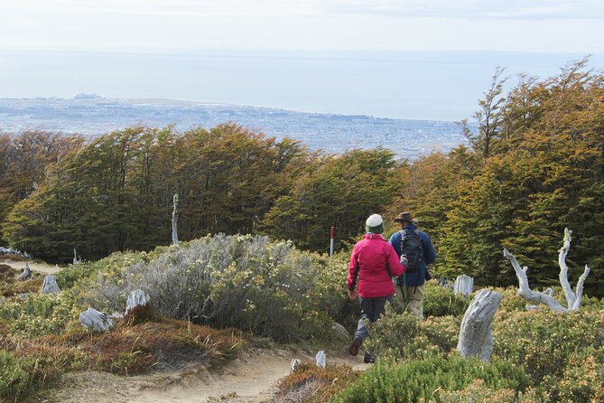 Private Patagonian Forest Hike in Punta Arenas: 8 Hour - Itinerary Highlights