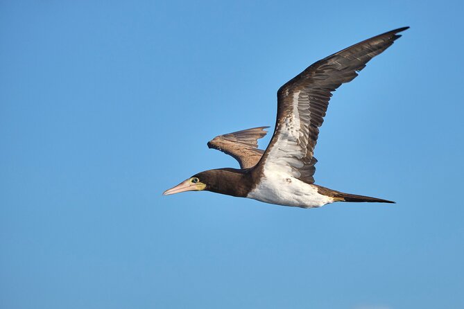 Private Tour Bird Watching in St Lucia - Meet-up and Booking Process