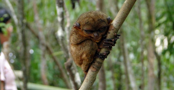 Private Tour: Bohol - 2 Days and 1 Night - Itinerary Overview