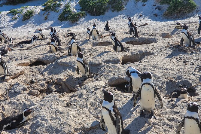 Private Tour Cape of Good Hope & Penguins Sightseeing Full Day - Scenic Drive Along the Coastline