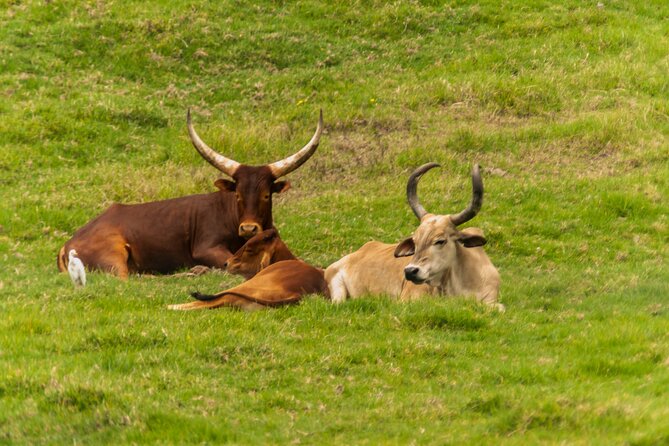 Private Tour Cebu Safari Journeys Full Day - Cancellation Policy