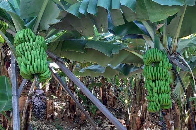 Private Tour of Banana Farm From Funchal - Overview of the Tour