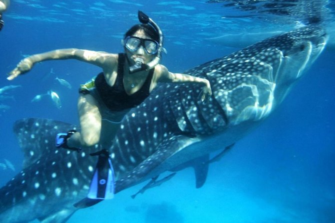 Private Tour: Oslob Cebu Whale Shark Experience - Tour Details