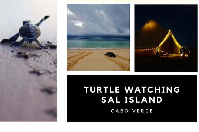Private Turtle Watching Experience - Additional Information