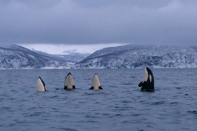 Private Whale Safari by RIB - Included Amenities