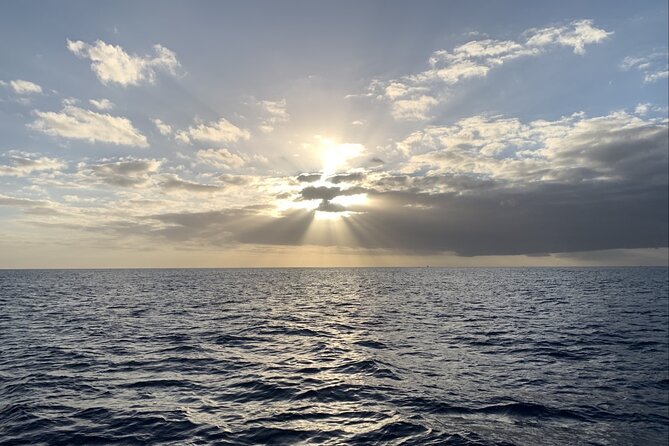 Private Whale Watching and Dolphin Excursion - Meeting and Pickup