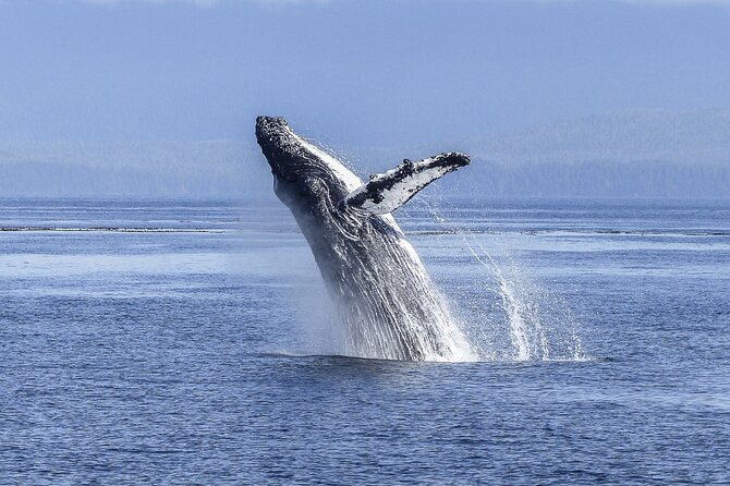 Private Whale Watching Tour With a Captain - Benefits of Private Tours