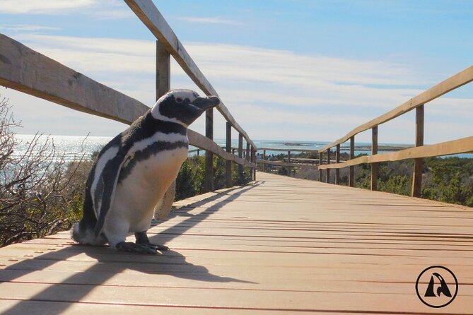 Punta Tombo With Puerto Madryn Shore Excursions Tours - Transportation Details