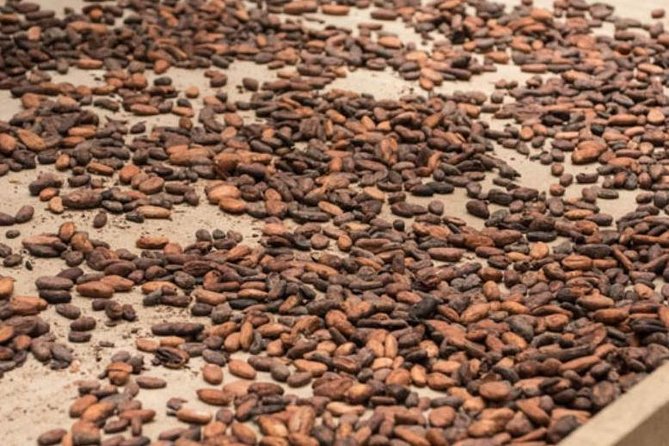 Rainforest Chocolate Tour From La Fortuna - Tour Overview