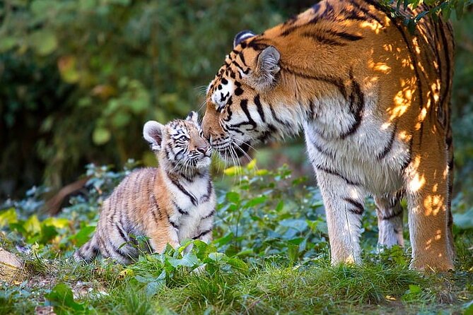 Ranthambore Wildlife Tiger Safari Tour From Delhi - Good To Know