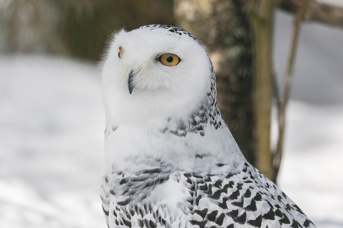 Ranua WildLife Zoo Park - Wildlife Exhibits and Attractions