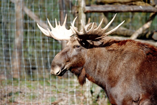 Ranua Zoo Wild Park With Lunch - Lunch With Animal Friends