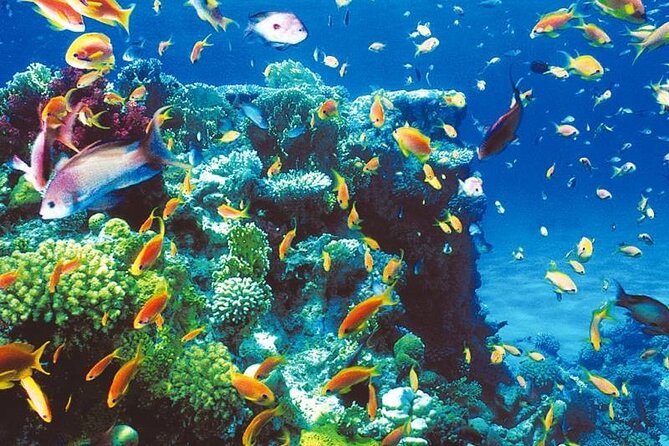 Ras Abu Galum & Blue Hole Snorkeling Tour From Taba - Meeting and Logistics