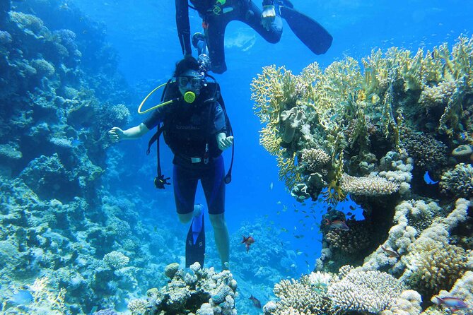 Ras Mohamed and White Island Snorkeling Trip and One Stop Diving-Sharm El Shiekh - Booking and Cancellation Policies