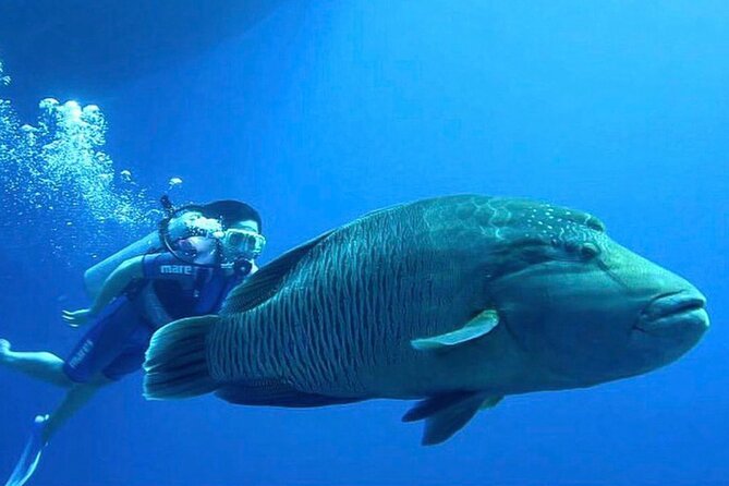 Ras Mohamed & White Island From Sharm El Sheikh by Boat - Good To Know