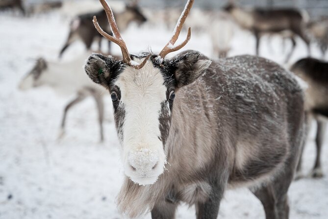 Reindeer Husbandry Experience in Levi - Participation Requirements and Restrictions