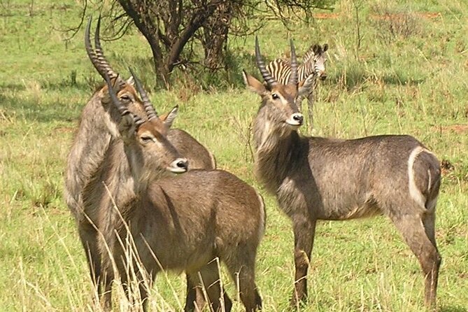 Rhino and Lion Park Guided Closest Safari Reserve to Johannesburg and Pretoria - Date and Traveler Information