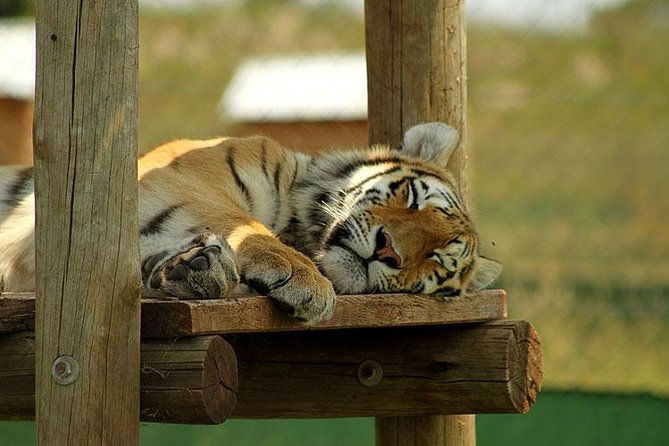 Rhino and Lion Park Guided Tour From Johannesburg - Bengal and Siberian Tiger Breeding Centers