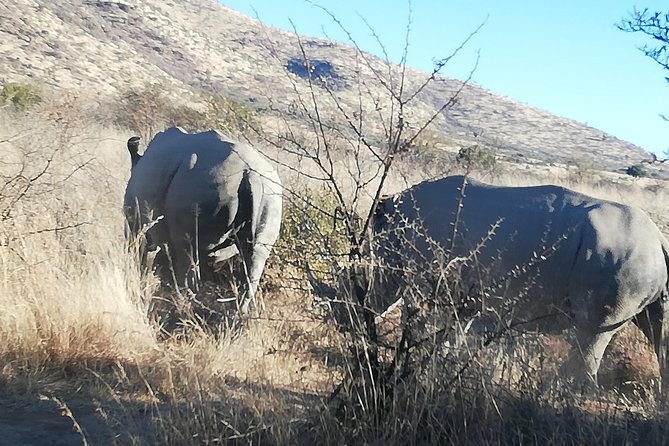 Rhino and Lion Park Half Day Safari From Johannesburg - Traveler Photos