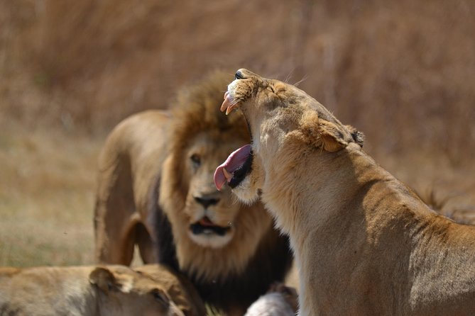 Rhino & Lion Park From Johannesburg - Inclusions and Duration