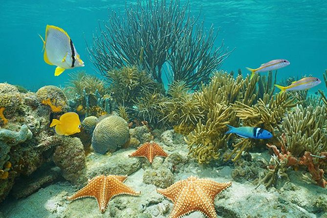 Roatan 3 Stop Snorkeling Adventure, Shipwreck, Starfish & Blue Channel - Customer Reviews and Recommendations