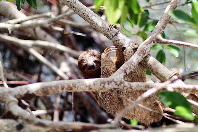 Roatan Island Tour & Daniel Johnsons Monkey and Sloth Hangout Tour - Inclusions