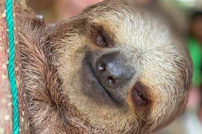 Roatan Monkey Sloth & Macaws Tour With Chocolate and Rum Tasting - Logistics and Policies