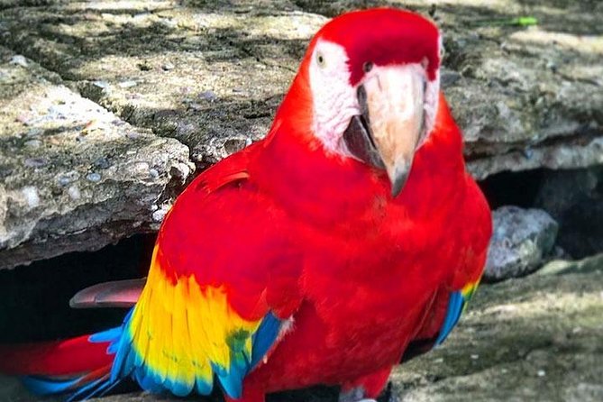 Roatan Sun & Fun, Sloths & Monkeys, Beach & Private Transfer - Island Paradise Retreat