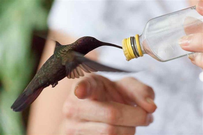 Rocklands Bird Sanctuary & City Highlights Plus Shopping From Montego Bay - Interactive Bird Feeding Experience