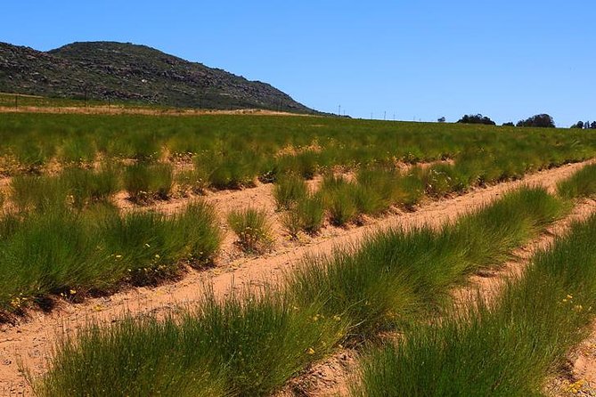 Rooibos Tea Plantation Private Tour and Tasting  - Western Cape - Tour Overview