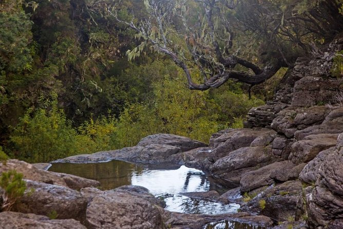Rosemary Levada Full-Day Walking Tour  - Madeira - Tour Details and Itinerary