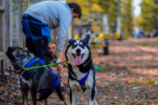 Rovaniemi: 6-10 Km Self-Driving Mushing Husky Safari Tour - Cancellation and Booking Policy