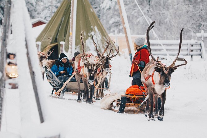 Rovaniemi Reindeer Sleigh Ride - Reindeer-Pulled Sleigh Ride