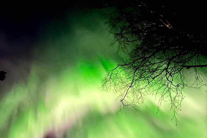 Rovaniemi Reindeers Farm & Husky Safari Aurora BBQ Tour! - Logistics and Meeting/Pickup Information
